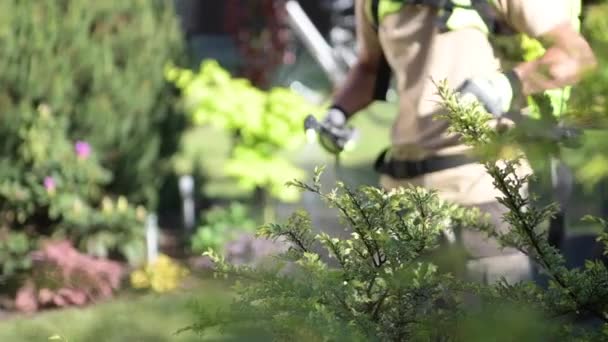 Jardinier caucasien avec équipement de jardin insecticide professionnel Pulvérisation d'arbres. — Video