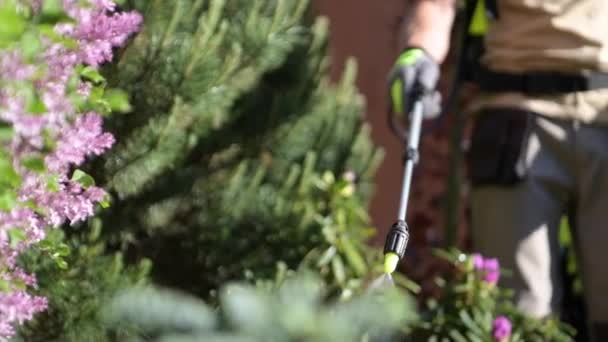 Pulverización de insecticida en el árbol del jardín. Fotografía de cerca. Tema de las plantas de ahorro. — Vídeos de Stock