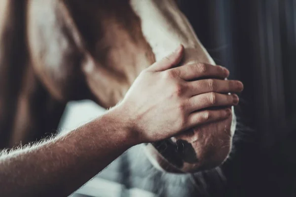 Horse Caress Closeup — Stock Photo, Image