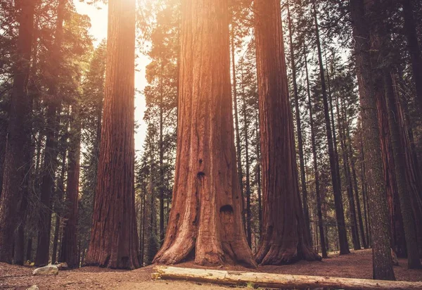 Sequoias antigas Woodland — Fotografia de Stock