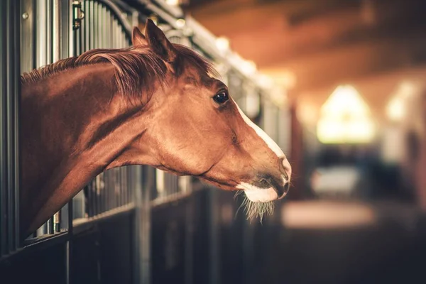 Reitanlage Pferd — Stockfoto