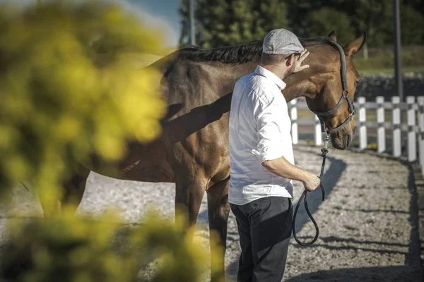 Кавказький кінь власник — стокове фото