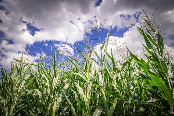 Primer plano del campo de maíz — Foto de Stock