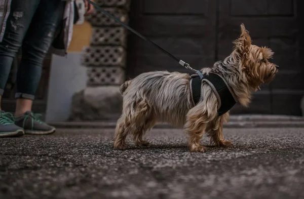 Kvinnan promenader med sällskapsdjur — Stockfoto