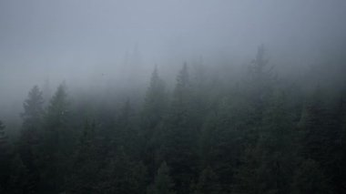 İtalyan Dolomitleri. Bulutlar La Kaplı Kozalaklı Orman.