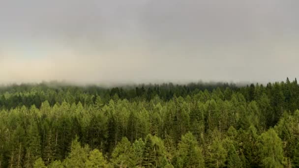 Wolken komen door de Alpine forest timelapse-video. — Stockvideo