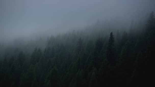 Świerk Las i mglisty Pogoda. — Wideo stockowe