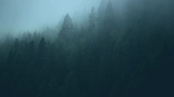 Alpesi vidék Felhőkkel borított tűlevelű erdő. — Stock videók