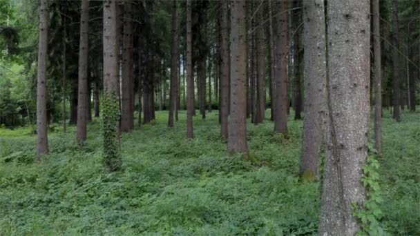 Leśnictwa regionu alpejskiego. Lato czas Coniferous Forest Scenery. Świerk leśny. — Wideo stockowe