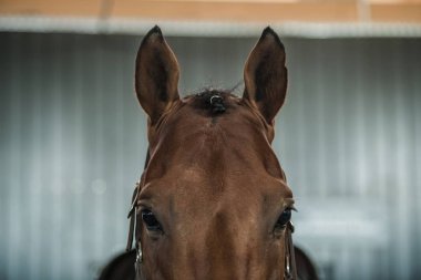 Binicilik At Portresi