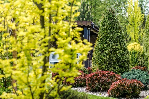 Bakgård trädgård växter — Stockfoto