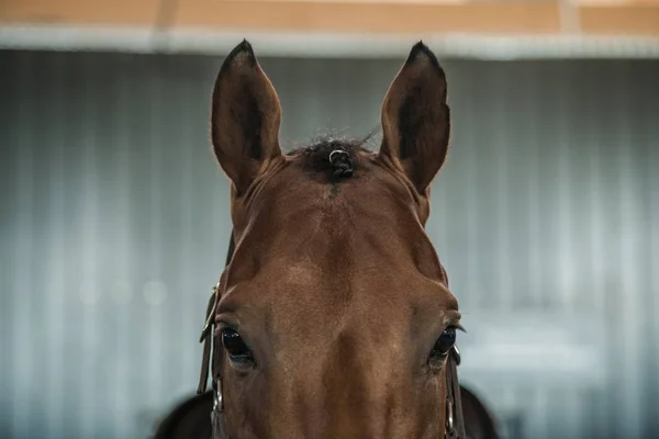 Cavalo de equitação Retrato — Fotografia de Stock