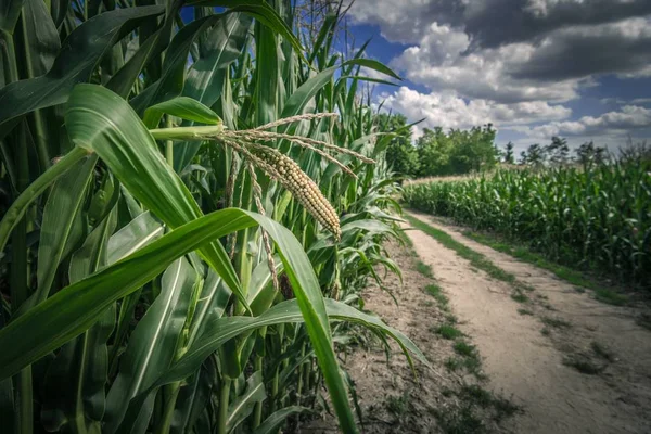 Campos de maíz Country Road — Foto de Stock