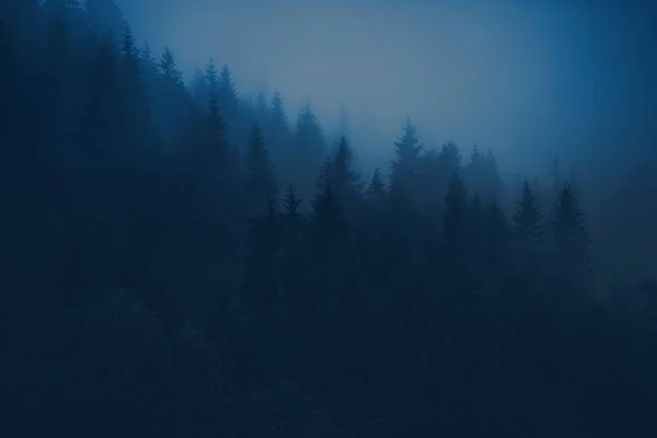 Foggy Forest Scenery — Stock Photo, Image