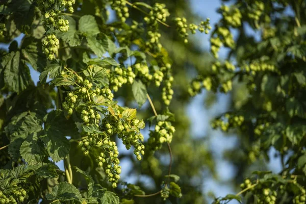 Flowers of the Hop Plant — Stock Photo, Image