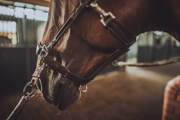 Pferd im Stall — Stockfoto