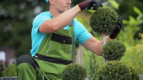 Jardinero caucásico en sus 30 años recortando sus árboles jardín patio trasero . — Vídeo de stock