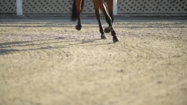 Ratsastus auringonlaskussa. Equestrian Facility . — kuvapankkivideo