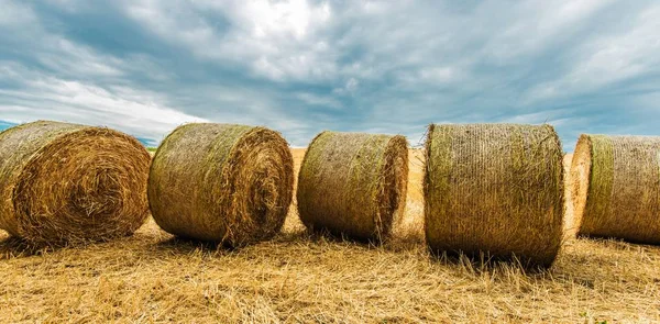 Bales de feno do campo — Fotografia de Stock