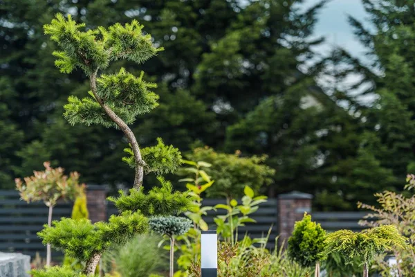 Árboles de jardín exóticos — Foto de Stock