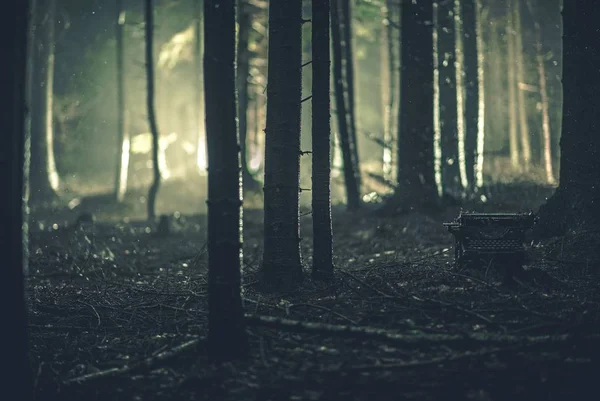 Machine à écrire perdue dans une forêt — Photo