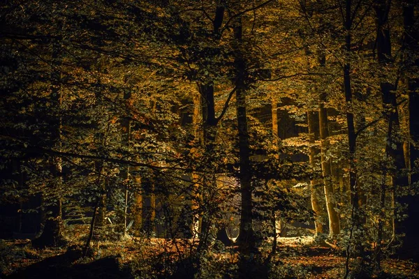 Forêt d'automne scénique la nuit — Photo