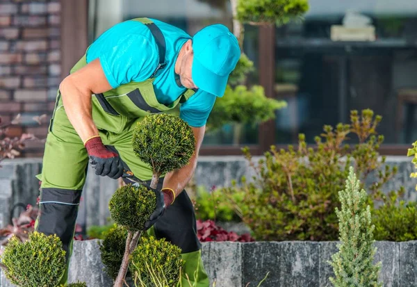 Het behoud van de vorm van de tuinbomen — Stockfoto