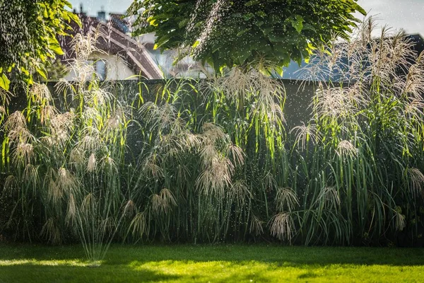 Hierbas ornamentales en el jardín — Foto de Stock