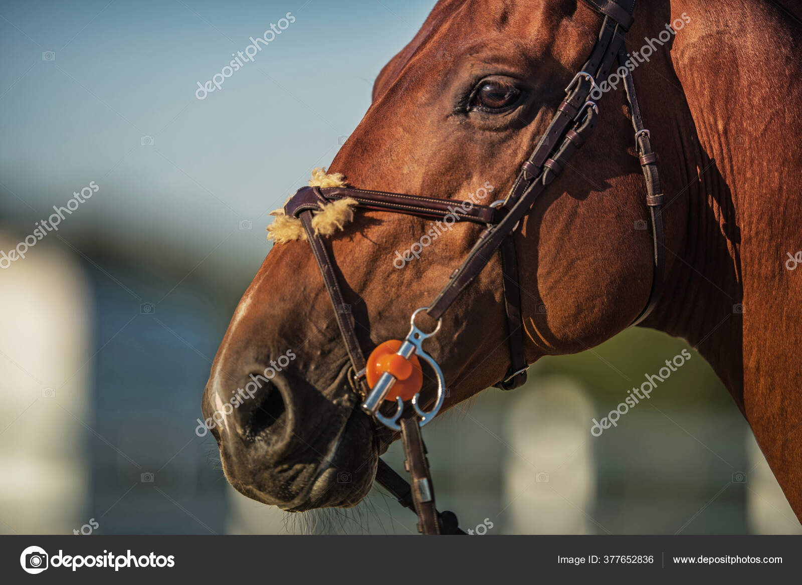 Equestrian Industry Theme Brown Horse Head Close Photo Horse Riding
