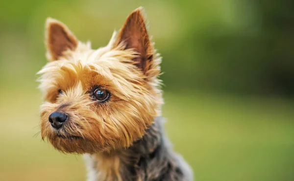 Mascotas Animales Ten Years Old Australian Silky Terrier Looking Forward — Foto de Stock