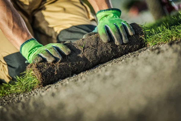 Gräsmattans Installation Trädgårdsmästare Kaukasus Trädgårdsarbetare Installerar Helt Nya Naturliga Grästorvor — Stockfoto