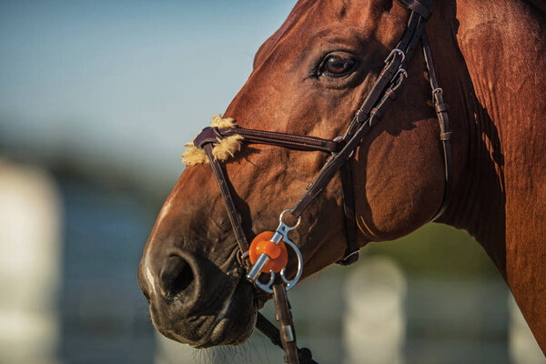 Equestrian Industry Theme. Brown Horse Head Close Up Photo. Horse Riding.