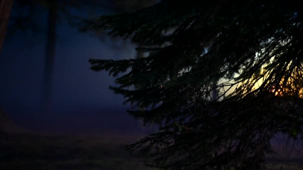 Mysterious Foggy Forest Night Árvore Coníferas Fechar Névoa Movimento — Vídeo de Stock