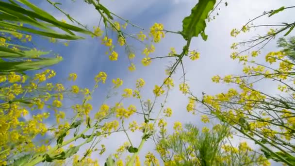 Rapsfelder Mit Blühenden Gelben Rapspflanzen Landschaftliche Landschaft — Stockvideo