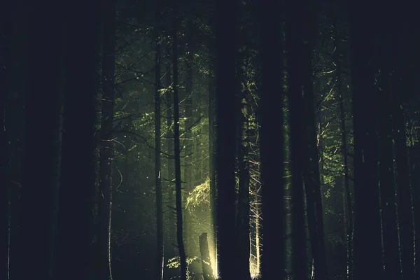 Misterio Luz Del Bosque Oscuro Extraña Iluminación Bosque — Foto de Stock