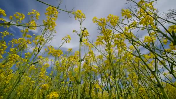 Zavřít Pohled Scénu Krajiny Žlutým Kvetoucím Řepkovým Semínkem Květiny Poli — Stock video