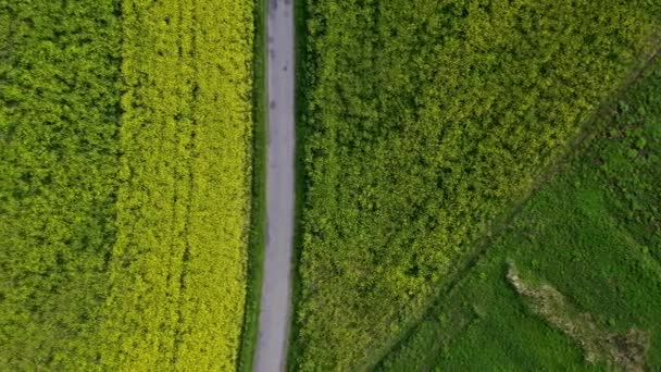 中で成長している作物や狭い田舎道と広大な農地の空中ビュー — ストック動画