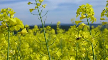 Bal Arısı Tozlaştırma ve Bahçede Çiçek Açan Sarı Çiçeklerden Nektar Toplama.