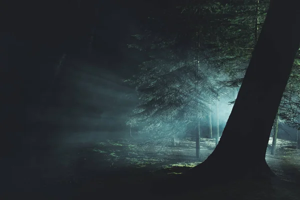 暗い霧の森の中の神秘的な強烈な光概念的な写真 — ストック写真