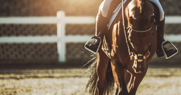 Equestrian Facility Horse Rider Close Up Banner with Sunlight in Background. 