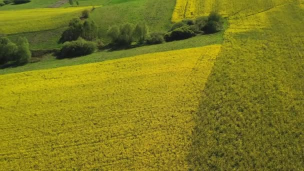 Birds Eye View Rural Farmland Variety Green Yellow Crops Early — Stock Video