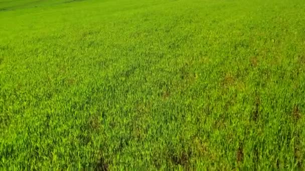 Vue Aérienne D'une Superficie Agricole Étendue Avec Des Cultures Croissant En été.
