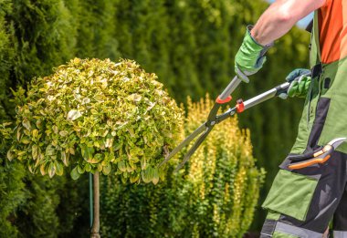 Tarım ve Peyzaj Teması. Kafkasyalı Profesyonel Bahçıvan 'dan Garden Trees Shaping. Erkeklerin Ellerinde Büyük Makas.