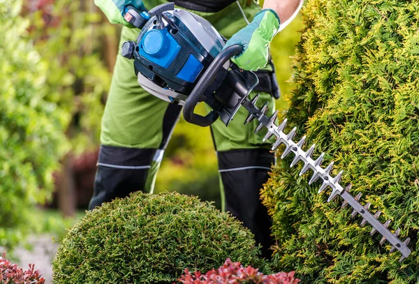 Thujas Bomen Groene Wall Shaping Met Benzine Heggenschaar Kaukasische Tuinman — Stockfoto