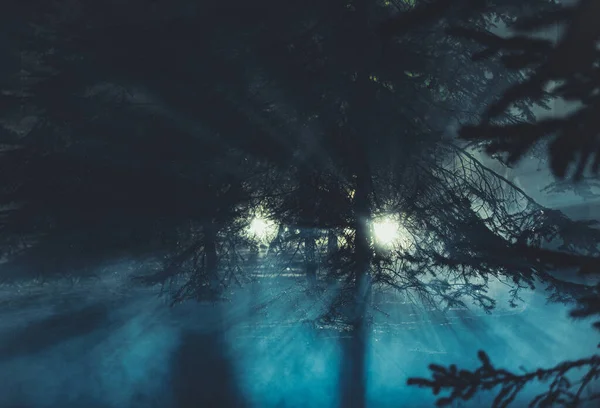 Концептуальное Фото Двух Таинственных Огней Темном Лесу Ночное Время Расставьте — стоковое фото