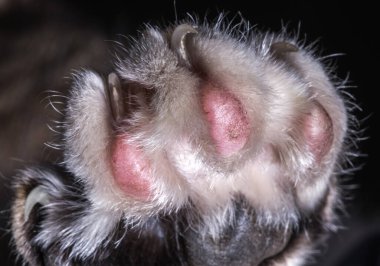 Close Up Of Furry Cat Paw With Distinctive Pink Padas And Four Sharp Claws.  clipart