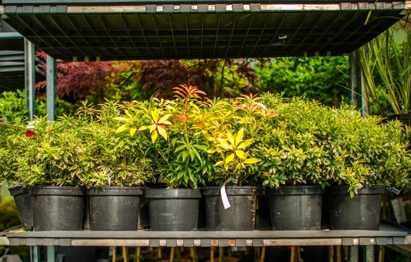 Display Stand Garden Center Met Gesorteerde Potplanten Bloemen Koop — Stockfoto