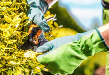 Beyaz Bahçıvan Bahçe Dekoratif Ağaç Dalları Kapalı Fotoğraf. Bahar Bitkileri Bakımı.