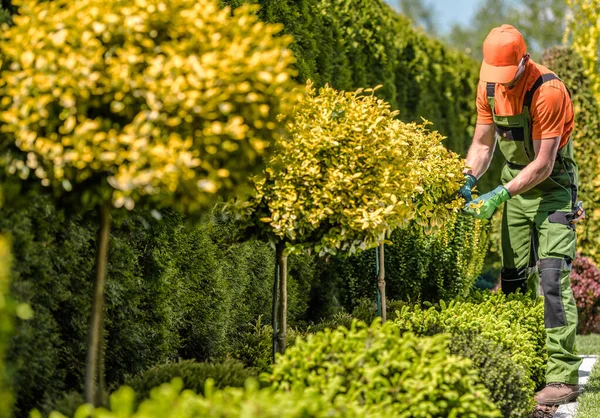 Seasonal Garden Decorative Trees Plants Trimming Job Caucasian Gardener Trimming — Stock Photo, Image