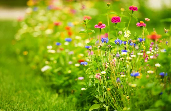 Summer Time Colorful Wild Flowers Close Photo Countryside Meadow Species — Stock Photo, Image